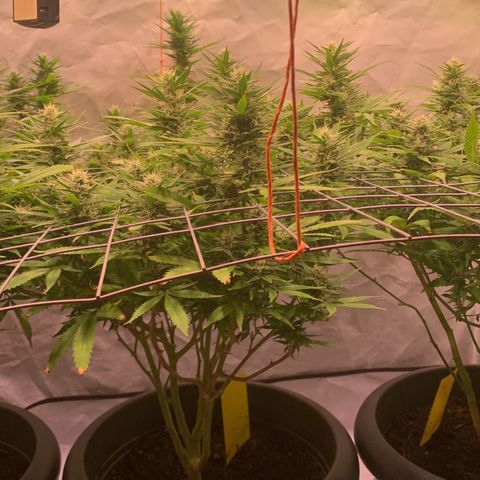Tripple g no.1 growlog timeline photo