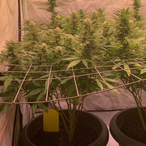 Tripple g no.1 growlog timeline photo