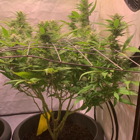 Tripple g no.1 growlog timeline photo