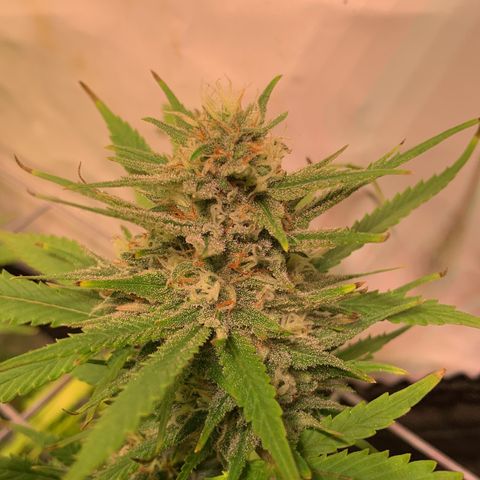 Tripple g no.1 growlog timeline photo