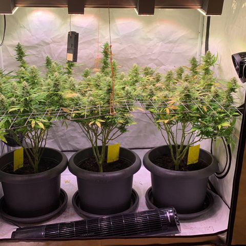 Tripple g no.1 growlog timeline photo