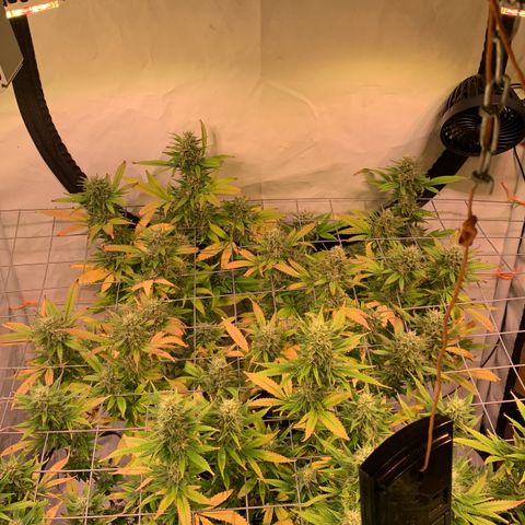 Tripple g no.1 growlog timeline photo