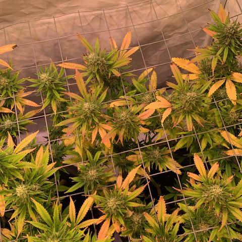 Tripple g no.1 growlog timeline photo