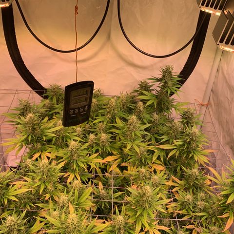 Tripple g no.1 growlog timeline photo
