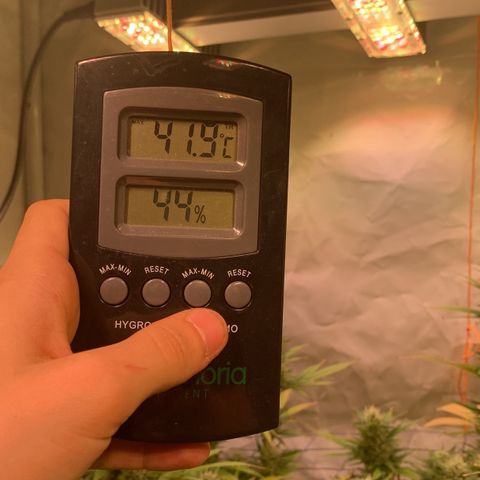 Tripple g no.1 growlog timeline photo