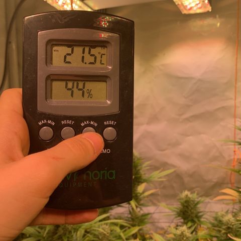 Tripple g no.1 growlog timeline photo