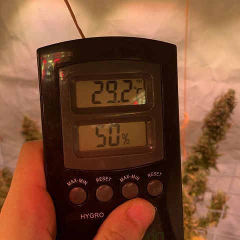 Tripple g no.1 growlog photo: Ja die Hitze Welle macht sich in meiner Wohnung und im Zelt breit Dachgeschoss und growen keine gute Idee nur Kopfschmerzen 😂

Aufgrund der hohen Temperaturen bleibt das Zelt heute zum Teil auf (Reißverschlüsse sind oben) 