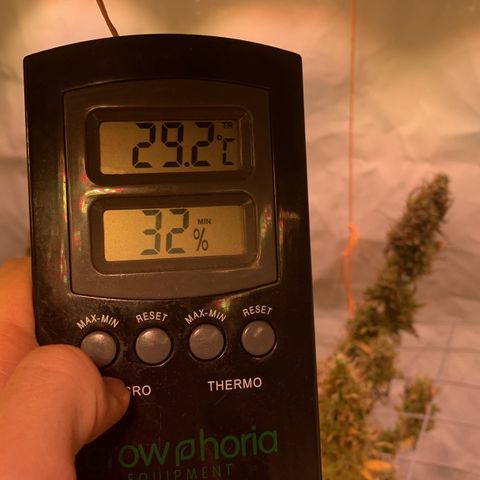 Tripple g no.1 growlog photo: Ja die Hitze Welle macht sich in meiner Wohnung und im Zelt breit Dachgeschoss und growen keine gute Idee nur Kopfschmerzen 😂

Aufgrund der hohen Temperaturen bleibt das Zelt heute zum Teil auf (Reißverschlüsse sind oben) 