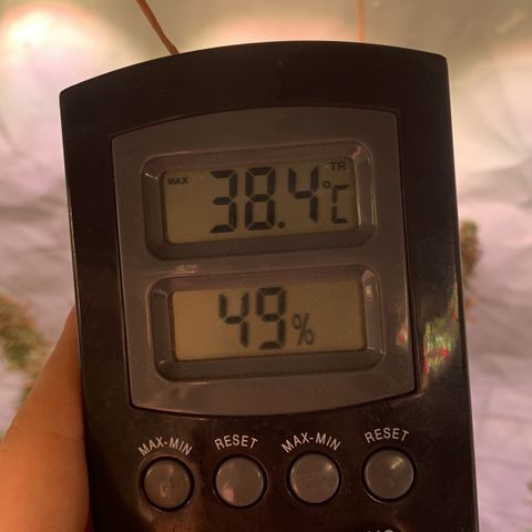 Tripple g no.1 growlog photo: Ja die Hitze Welle macht sich in meiner Wohnung und im Zelt breit Dachgeschoss und growen keine gute Idee nur Kopfschmerzen 😂

Aufgrund der hohen Temperaturen bleibt das Zelt heute zum Teil auf (Reißverschlüsse sind oben) 