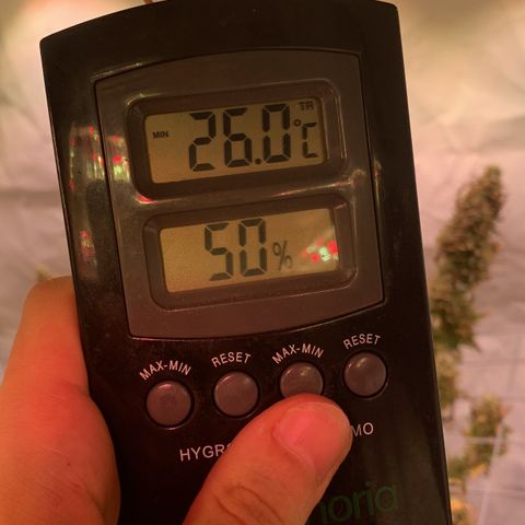 Tripple g no.1 growlog photo: Ja die Hitze Welle macht sich in meiner Wohnung und im Zelt breit Dachgeschoss und growen keine gute Idee nur Kopfschmerzen 😂

Aufgrund der hohen Temperaturen bleibt das Zelt heute zum Teil auf (Reißverschlüsse sind oben) 