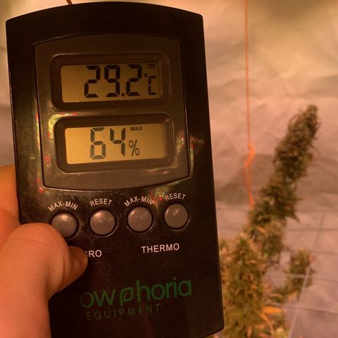 Tripple g no.1 growlog photo: Ja die Hitze Welle macht sich in meiner Wohnung und im Zelt breit Dachgeschoss und growen keine gute Idee nur Kopfschmerzen 😂

Aufgrund der hohen Temperaturen bleibt das Zelt heute zum Teil auf (Reißverschlüsse sind oben) 