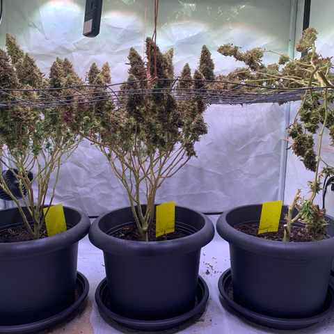 Tripple g no.1 growlog photo: Ernte hat begonnen leider hab ich auch budrot entdeckt 