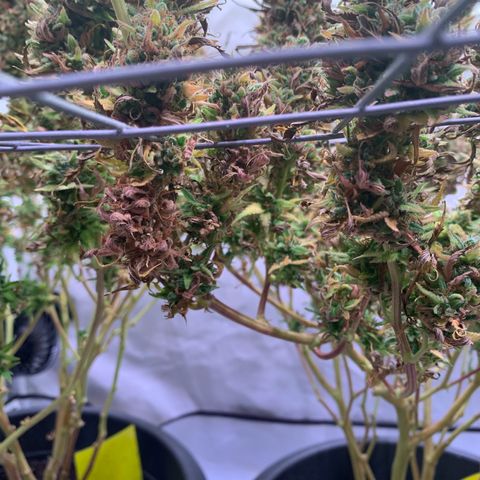 Tripple g no.1 growlog photo: Ernte hat begonnen leider hab ich auch budrot entdeckt 