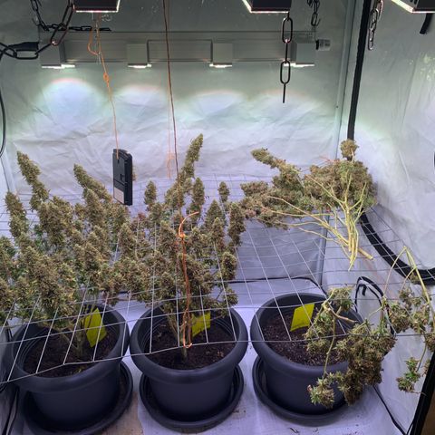 Tripple g no.1 growlog photo: Ernte hat begonnen leider hab ich auch budrot entdeckt 