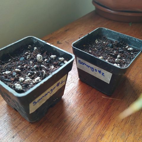  Somango  growlog timeline photo