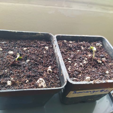 Somango  growlog timeline photo