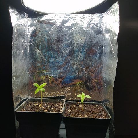  Somango  growlog timeline photo