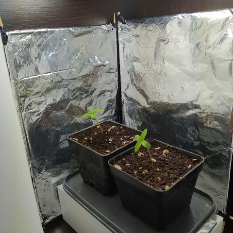  Somango  growlog timeline photo