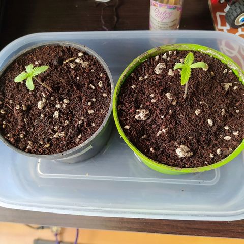  Somango  growlog timeline photo