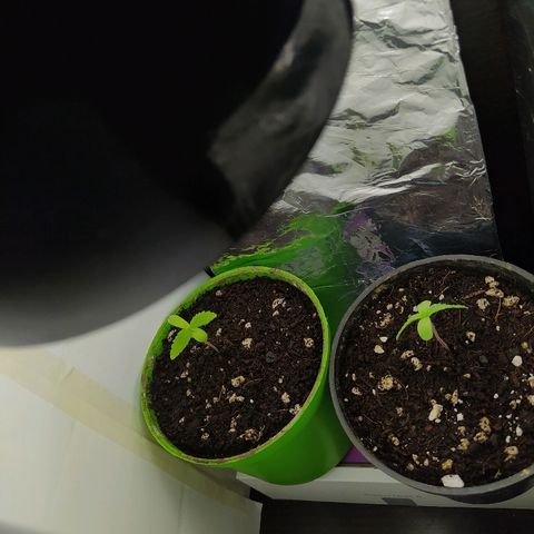  Somango  growlog timeline photo