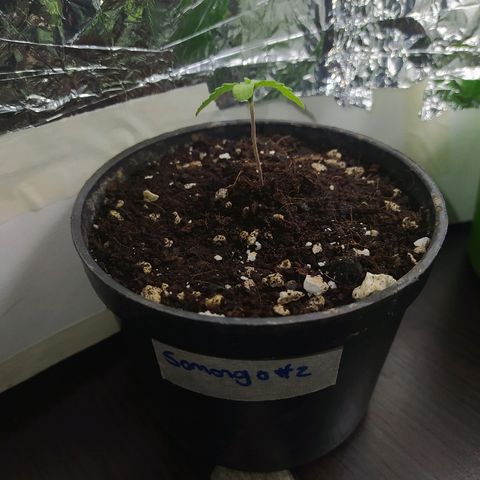  Somango  growlog timeline photo