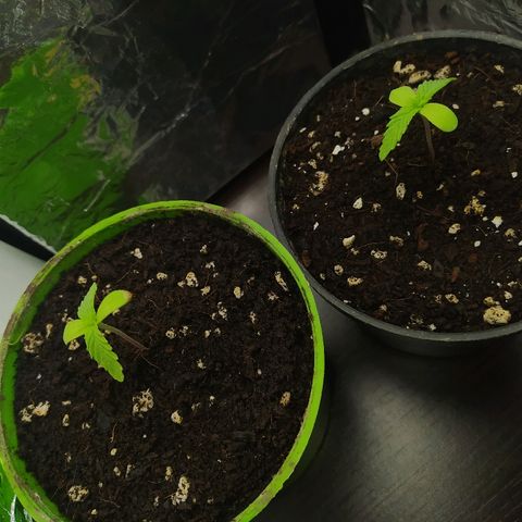  Somango  growlog photo: Segunda semana 