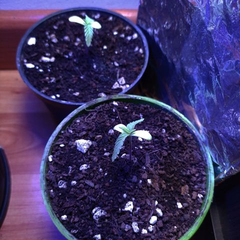  Somango  growlog timeline photo
