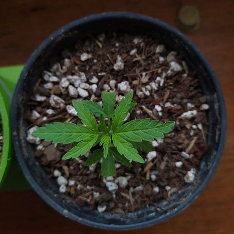  Somango  growlog timeline photo