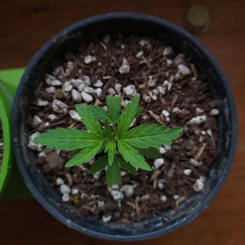  Somango  growlog timeline photo