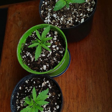  Somango  growlog timeline photo