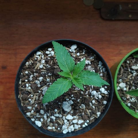 Amnesia 1 growlog timeline photo