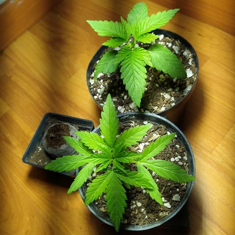  Somango  growlog timeline photo