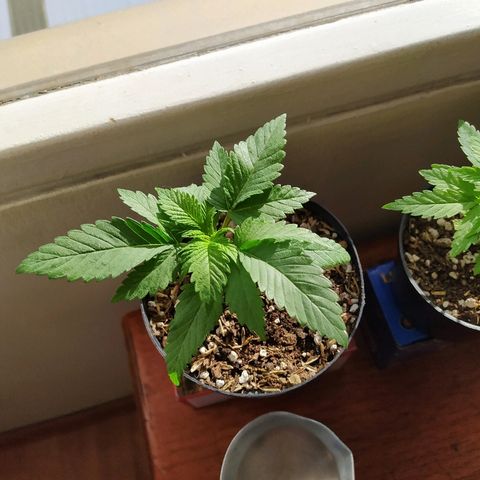 Amnesia 1 growlog timeline photo