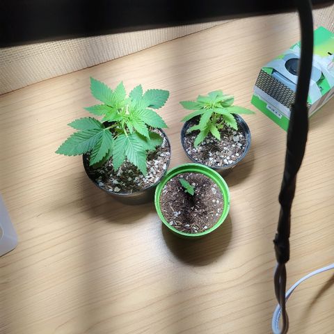  Somango  growlog timeline photo