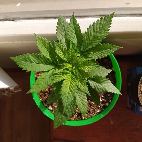 Amnesia 1 growlog timeline photo