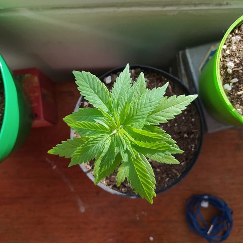  Somango  growlog timeline photo