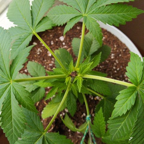 Amnesia 1 growlog timeline photo