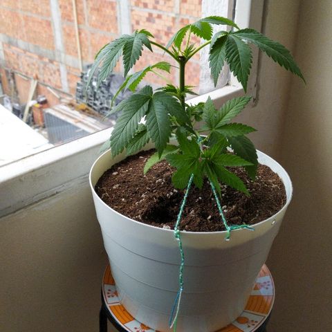 Amnesia 1 growlog timeline photo