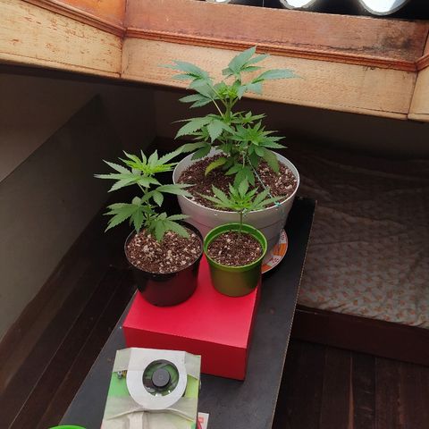  Somango  growlog timeline photo