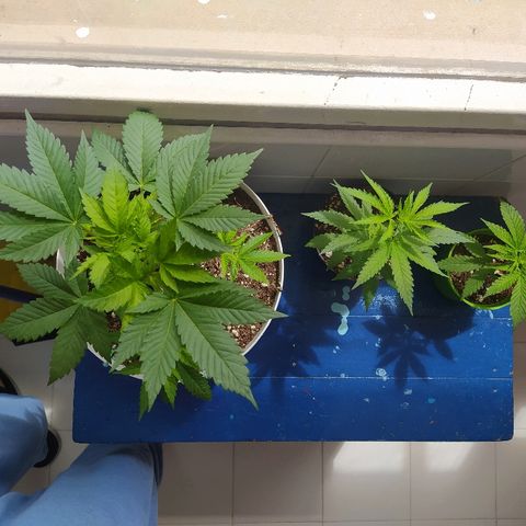  Somango  growlog timeline photo