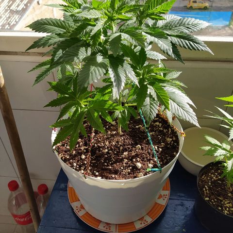 Amnesia 1 growlog timeline photo