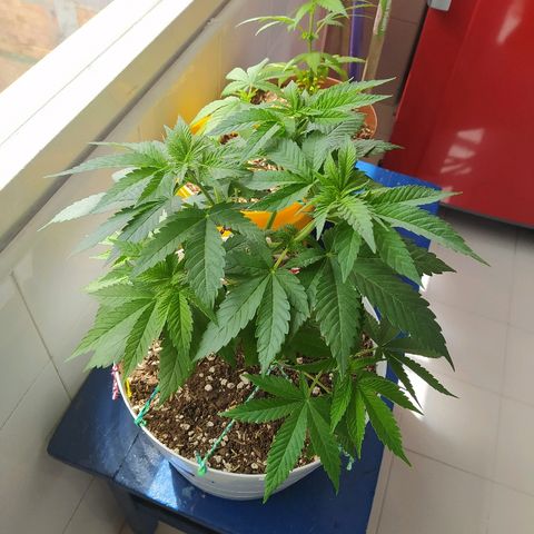 Amnesia 1 growlog timeline photo