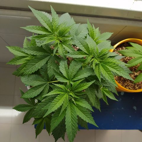 Amnesia 1 growlog timeline photo