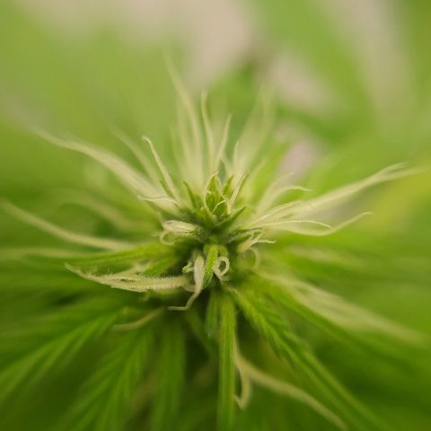  Somango  growlog timeline photo