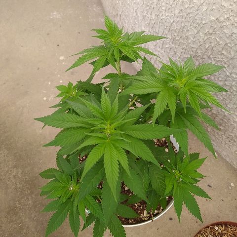 Amnesia 1 growlog timeline photo