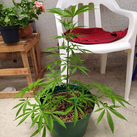 Critical  growlog timeline photo