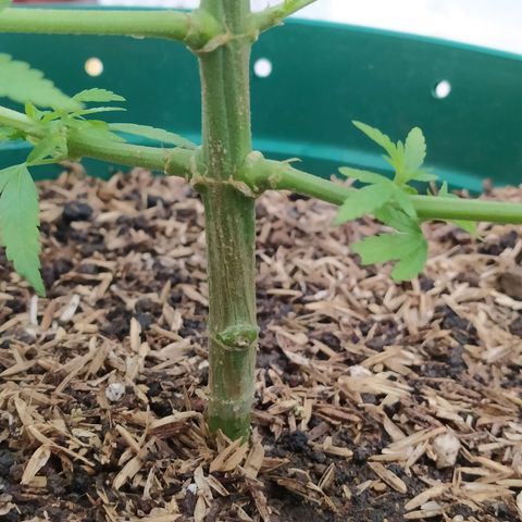 Critical  growlog timeline photo