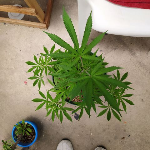 Critical  growlog timeline photo