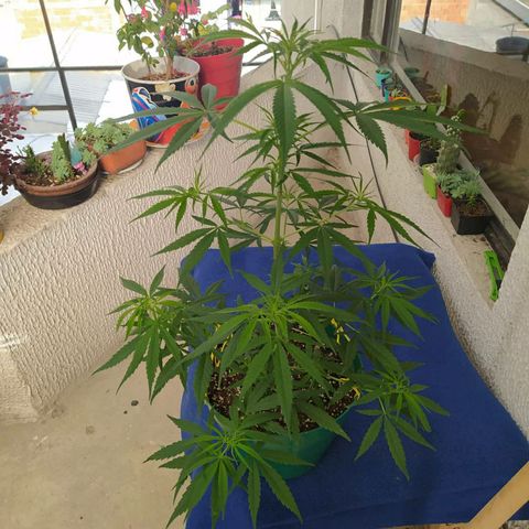 Regular fem growlog timeline photo