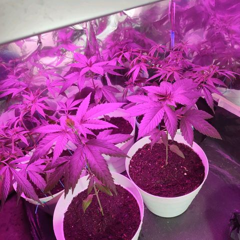 Lemonade Punch  #2 growlog timeline photo